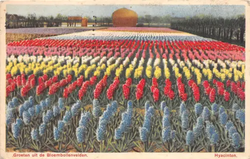 B37457 Hyacinten Groeten uit de Bloembollenvelden Niederlande