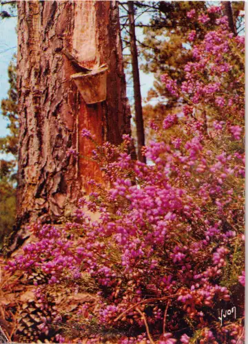 BF15427 les landes pins bruyere et calme france front/back image