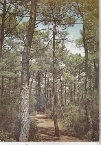 BF21539 cote de l atlantique les pins maritimes france front/back image