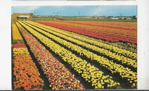 BF30590 holland in bloementooi niederlande front/back image