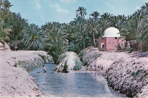 BF17879 tozeur riviere et marabot dans l oasis tunisia front/back image
