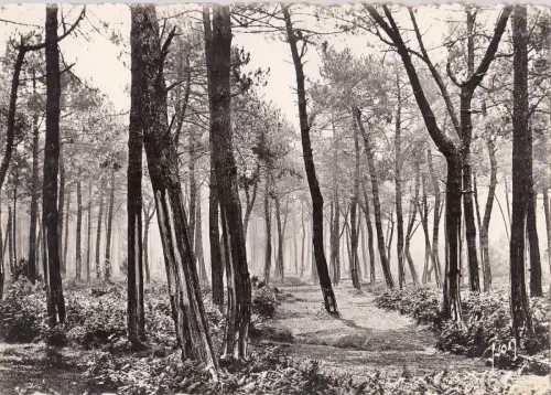 BF13687 les landes de gascone foret de pins france front/back image