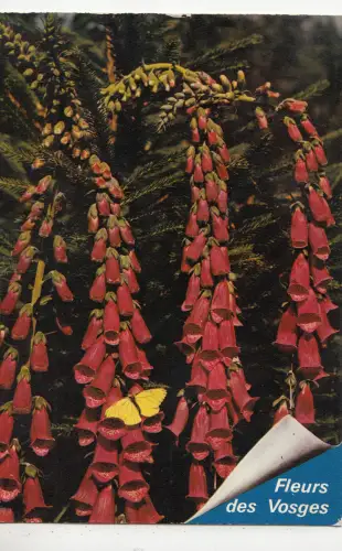 BF25286 vosges digitale vosgesienne france front/back image