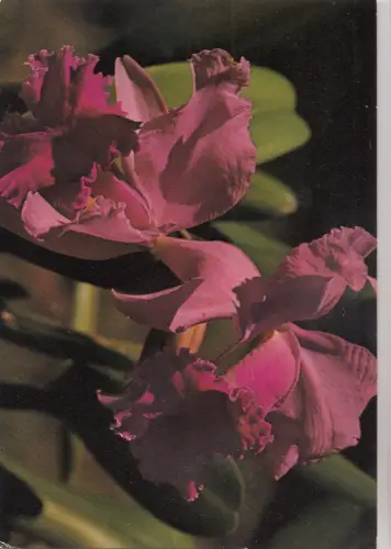 BF24316 ile de la reunion orchidee france front/back image