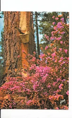 BF14261 les landes pins bruyere et calme france front/back image