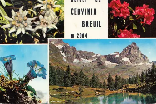 BF14597 cervinia breuil italy Blumen Vorder-/Rückbild