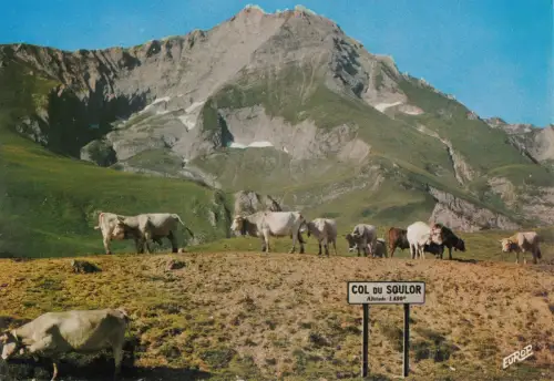 BF24800 le col du soulor et le gabizos cow vaches france front/back image