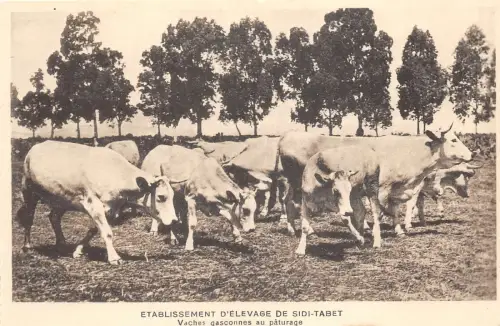 us7389 etablissment elevage de sidi tabet tunisie cow landwirtschaft farm paturage