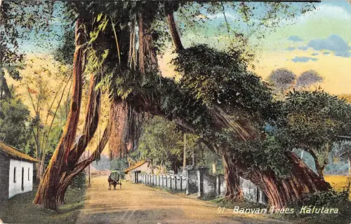 BR46229 Banyan Bäume Kalutara Sri Lanka