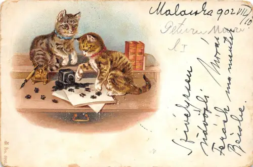 b27645 Katze Chat Spieltier Animaux