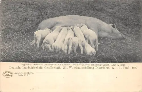 B2473 Deutschland Düsseldorf Deutsche Landwirtschafts Gesellschaft Front/Back Scan