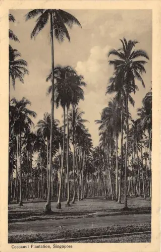 B86617 Kokosnussplantage Singapur