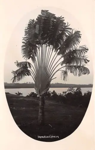 B86626 traveur palm singapore