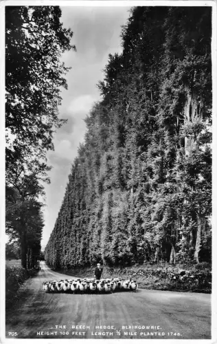BR70303 The Beach Hedge Blairgowrie Echtfoto Schaf Mouton Schottland