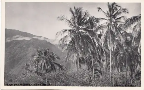 B81505 las palmeras venezuela Vorder-/Rückbild