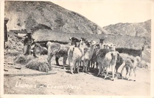 B86399 lamas cuzco peru