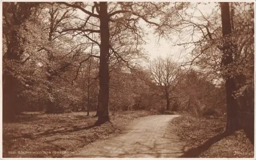 BR69258 Boldrewood New Forest UK Richter 7821 Echtfoto