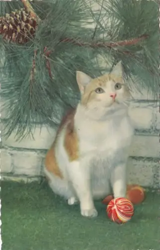 B78672 Katzen Chat Scan Vorder-/Rückseite Bild