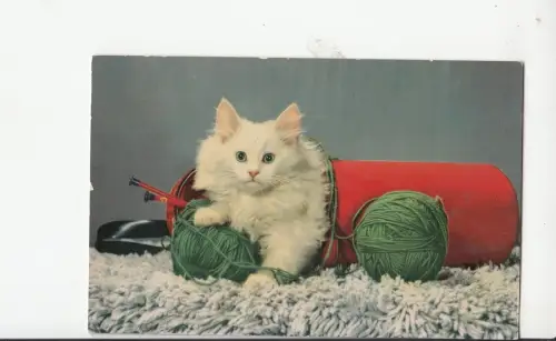 B80564 Kat Front/Back Bild