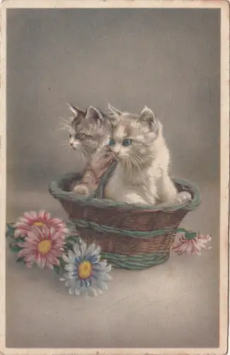 B78666 Katzen Chat Scan Vorder-/Rückseite Bild