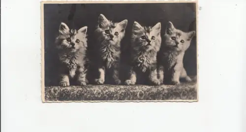 B78696 Katzen Chat Scan Vorder-/Rückseite Bild