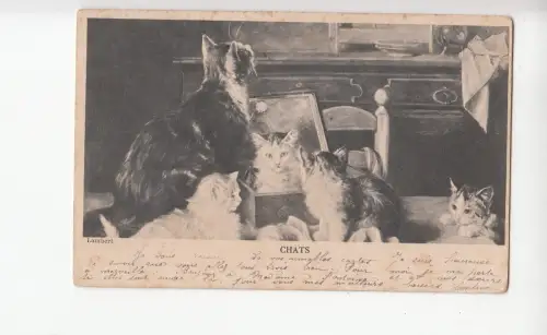 B80538 im Spiegel beobachten Lambert menschliche Haltung Katze Vorder-/Rückbild