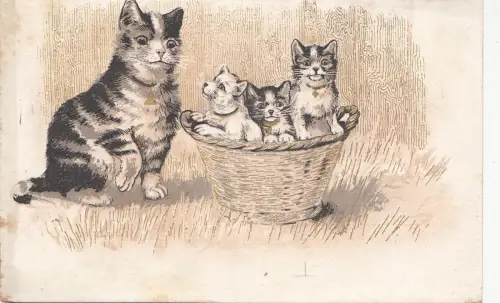 B80554 Jungtiere im Korb Katze Vorder-/Hinterbild