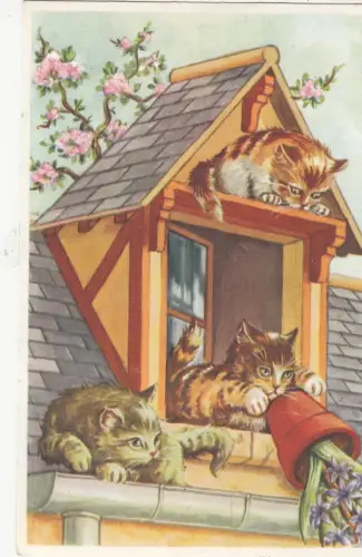 B80570 Spielfarbe Katzen Katze Vorder-/Rückbild