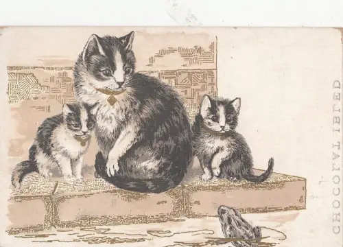 B78685 Katzen Chat Scan Vorder-/Rückseite Bild