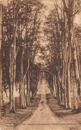 uk13074 the avenue savernake forest marlborough uk