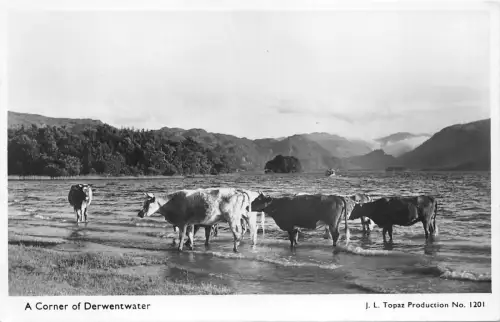 BR63093 a corner of derwentwater cow vahces real photo uk