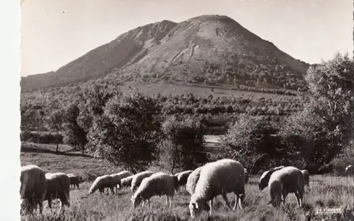 BF13066 clermont ferrand le puyt de dome sheep mouton france front/back image