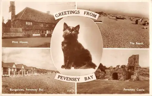 BR99741 Grüße aus Pevensey Bay Cat UK