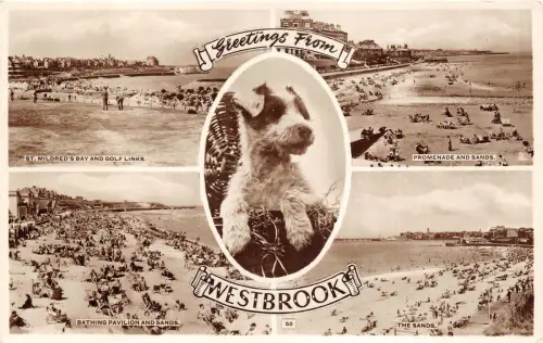 uk48424 greetings from westbrook real photo uk dog