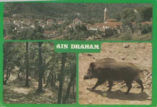 BF27082 ain graham pig wild tunisia front/back image