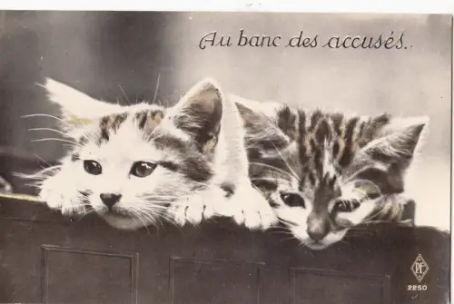 B81378 cubs au banc des accuses cat chat front/back image
