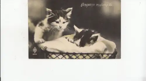 B80584 Schlafende Katzen Angoisse Maternelle menschliche Haltung Katze Vorder-/Rückbild