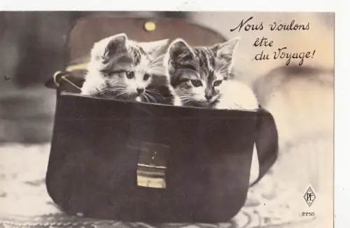 B81339 Jungtiere im Beutel nous voulons etre du voyage Katzenchat Vorder-/Rückbild