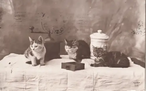 B81382 Katzen Katzenchat Vorder-/Rückseite Bild