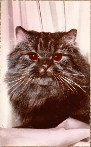 B81347 Cat Chat Front/Back Bild