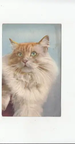 B78681 Katzen Chat Scan Vorder-/Rückseite Bild