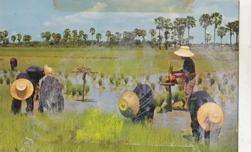 BF28031 Bauern wurzeln junge Reispflanzen Thailand Bindung th Vorder-/Rückbild