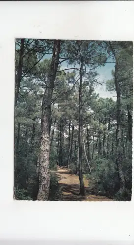 BF25207 cote de l atlantique les pins maritimes france front/back image