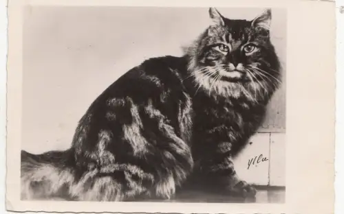 B80560 Kat Front/Back Bild