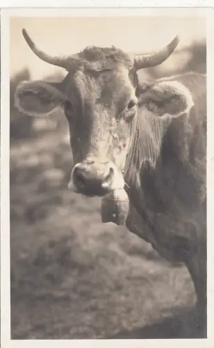 BF16785 Kuh Vaches Animaux Tiere Vorder-/Rückbild