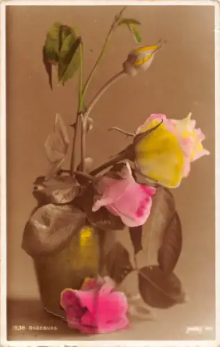 uk184 rosebups judges series uk