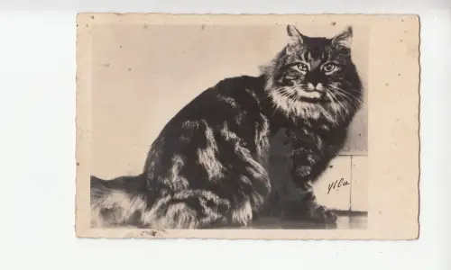 B78680 Katzen Chat Scan Vorder-/Rückseite Bild