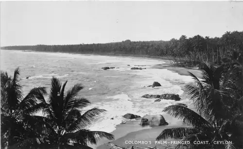 BF35903 colomo s palm friged coast ceylon sri lanka front/back scan