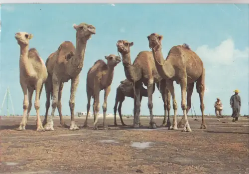 BF18767 la pose pour la photo camel types tunesia front/back image