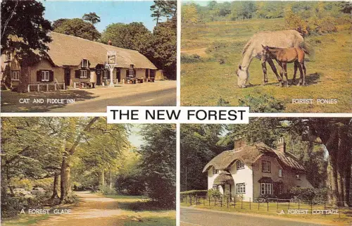 B89094 the new forest horse uk 14x9cm